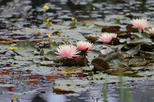 团队协作与发展